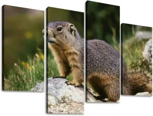 Alpine Marmot marmota marmota Adult standing Rocks Canvas Prints Wall Decor 4 Pieces Contemporary Framed Artworks for Living Room Bedroom Bathroom Office Home Decoration Gifts