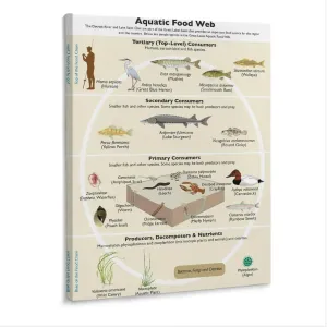 Food Chain And Food Web Ecosystem Poster (2) Canvas Print Wall Art Decor Living Office Bedroom 24x32inch(60x80cm) Frame-style