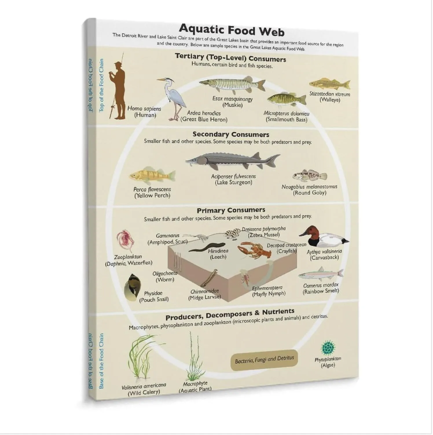 Food Chain And Food Web Ecosystem Poster (2) Canvas Print Wall Art Decor Living Office Bedroom 24x32inch(60x80cm) Frame-style